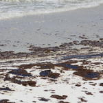 Pcola-Beach-Oil-014.jpg