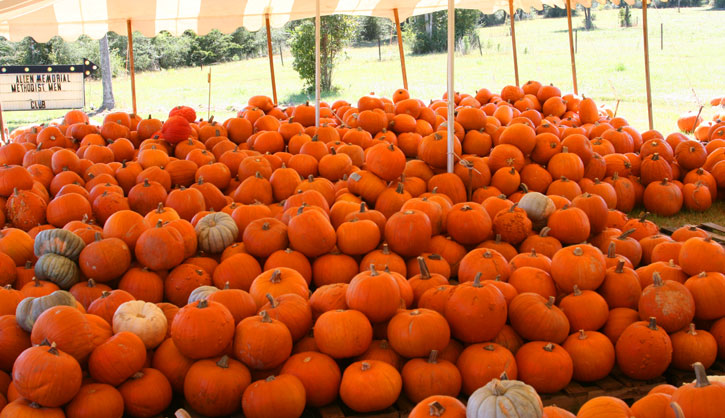 Pumpkins-015.jpg