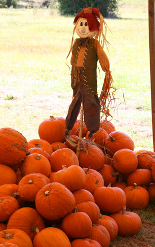 Pumpkins-025.jpg