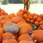 Pumpkins-026.jpg