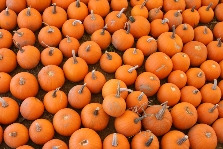 Pumpkins-031.jpg