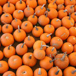Pumpkins-031.jpg