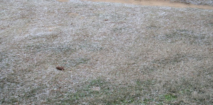 Century (Robyn Borelli)