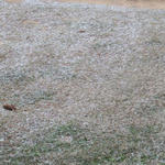 Century (Robyn Borelli)