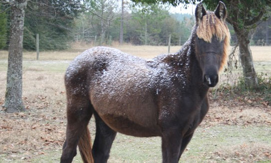 Century (Robyn Borelli)
