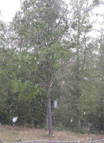 Flomaton (Amy Lambeth)