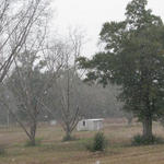 Flomaton (Amy Lambeth)