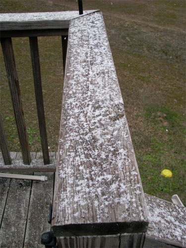 Flomaton (Amy Lambeth)