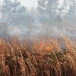 quintette-brush-fire-029.jpg