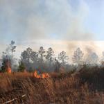 quintette-brush-fire-033.jpg