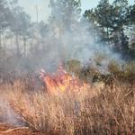 quintette-brush-fire-037.jpg