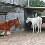 Enon-Horses-028.jpg