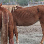 Enon-Horses-029.jpg