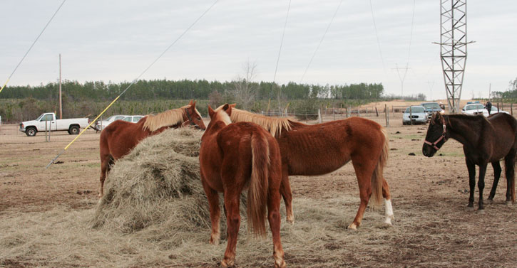 Enon-Horses-035.jpg