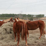 Enon-Horses-035.jpg
