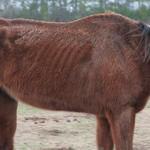 Enon-Horses-036.jpg