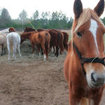 Enon-Horses-040.jpg