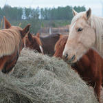 Enon-Horses-041.jpg