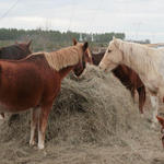 Enon-Horses-042.jpg