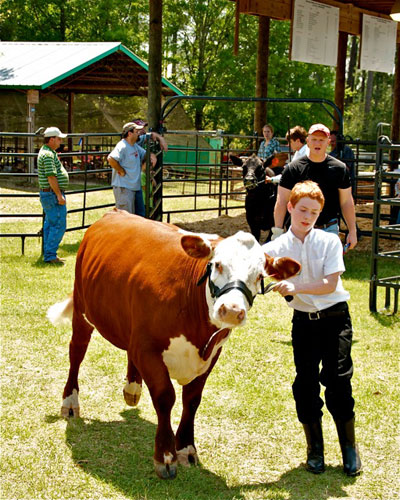 Livestock-Show-019.jpg