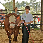 Livestock-Show-025.jpg