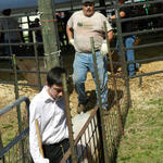 Livestock-Show-030.jpg