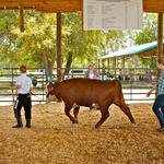 Livestock-Show-031.jpg