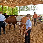 Livestock-Show-227.jpg