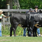 Livestock-Show-246.jpg