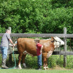 Livestock-Show-248.jpg