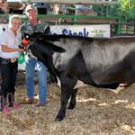Livestock-Show-200.jpg