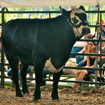Livestock-Show-210.jpg