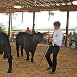 Livestock-Show-240.jpg