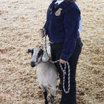 Livestock-Show-032.jpg