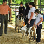 Livestock-Show-035.jpg