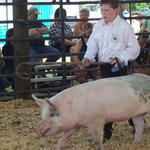 Livestock-Show-039.jpg