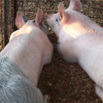 Livestock-Show-042.jpg