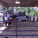 Livestock-Show-044.jpg