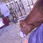Livestock-Show-047.jpg
