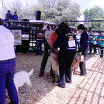 Livestock-Show-050.jpg