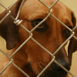 atmore-animal-shelter-015.jpg