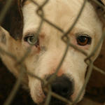 atmore-animal-shelter-017.jpg