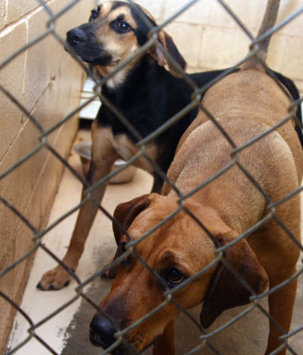 atmore-animal-shelter-033.jpg