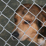 atmore-animal-shelter-044.jpg
