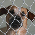 atmore-animal-shelter-049.jpg