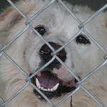 atmore-animal-shelter-051.jpg