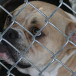 atmore-animal-shelter-052.jpg