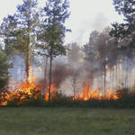 Wildfire-025.jpg