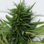 Molino-Marijuana-040.jpg