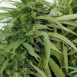 Molino-Marijuana-045.jpg